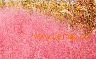 跨省聯供 永嘉、山東、河南、北京花卉綠植供應鏈全景
