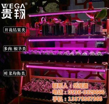 貴翔光電全光譜多肉生長燈 高效照明解決方案